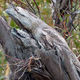 Illustration for article titled Can You Find the Bird(s) in This Branch?